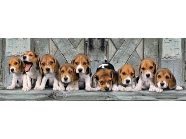 Clementoni 39435 Panorama Collection Clementoni-39435-High Panorama-Beagles-1000 Pieces, Multi-Colour
