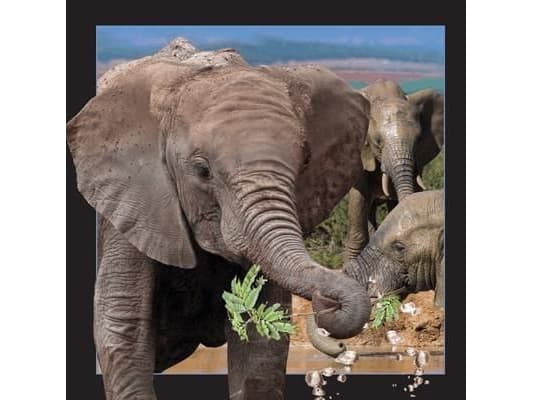 Worth-Keeping Postcard 3D - Elephant - WIKR-1000472