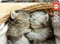 Miniatyrbilde 5 av 5: Educa 500 Sweet Cats