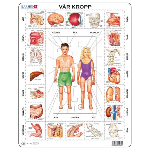 Larsen Rampussel Vår kropp 35 Bitar