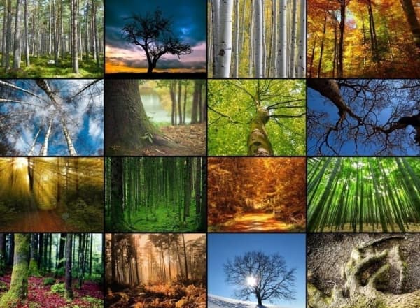 Graf-ika Puzzle 2000 Collage, Magic forests