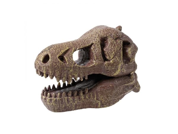 Buki museo Dino kallo Tyrannosaurus, Kokeellinen sarja, Paleontologia, 8 vuotta