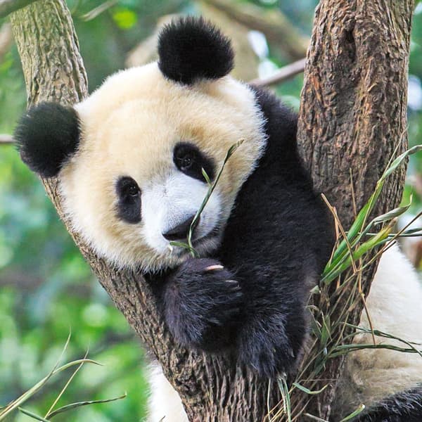 Panda Lion And Tiger Pussel 3x49 bitar Ravensburger