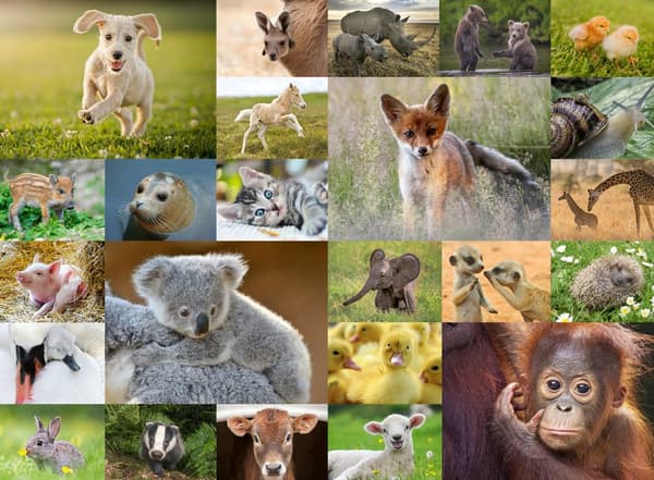 Animal Babies Pussel 200 bitar Ravensburger