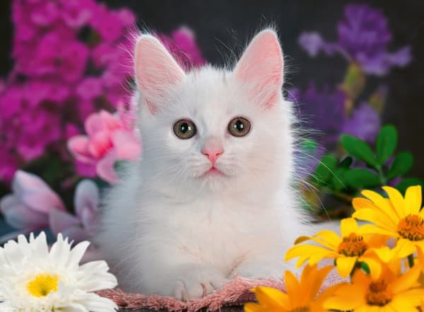 White Kitten Glitter Pussel XXL 100 bitar Ravensburger