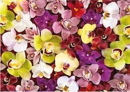 Educa Orchid Collage Puzzle 1000 pieces
