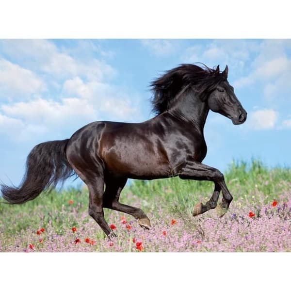 200 bitar XXL svart hingstpussel - Barn - Landskap och natur - Åldrar 8 - 12803 - Ravensburger