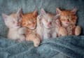 Miniatyrbild 1 av 2: Castorland Puzzle 1000 The Sweetest Kittens CASTOR