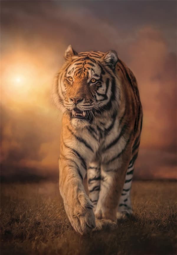 Clementoni 1000 stk CB Collection Tiger af høj kvalitet