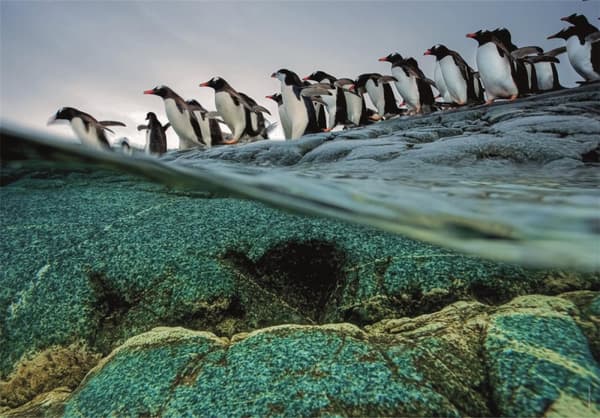 Clementoni 1000 stk CB høykvalitets samling National Geographics Gentoo Penguins