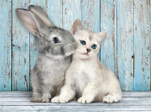 Clementoni 500 stk CB Collection Cat & Bunny af høj kvalitet