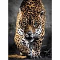 Pikkukuva 2 / 5: Palapeli Clementoni Walking Jaguar 39326 69 x 50 cm 1000 Kappaletta