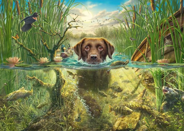 Puslespill Chocolate Labrador takes a cool dip 1000 brikker Schmidt
