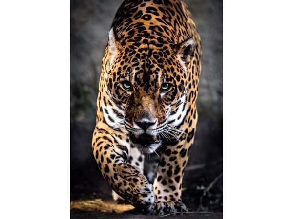 Clementoni High Quality Collection 39947, 1000 pc(s), Animals, 18 yr(s)
