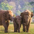 Miniatyrbild 5 av 7: Pussel Colorbaby Elephant 500 Delar 6 antal 61 x 46 x 0,1 cm