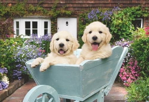 Ravensburger Golden Retriever-annonce med 200 brikker - (12001368)