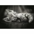 Miniatyrbild 2 av 6: Pussel Clementoni Kitty 1000 Delar