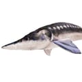 Miniatyrbild 2 av 2: Gaby The Monster European Sturgeon Flerfärgad