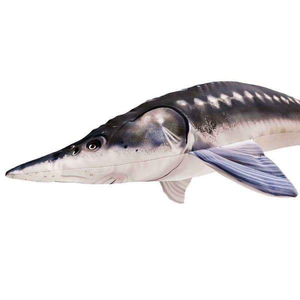 Gaby The Monster European Sturgeon Flerfärgad