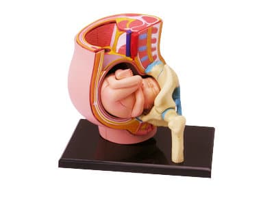 4D Human Anatomy Graviditet Pelvis Model