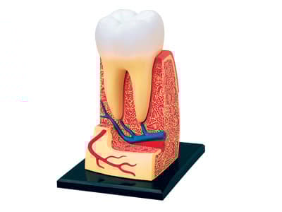 4D Human Anatomy Triple-Root Molar Model