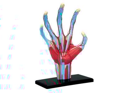 4D Human Anatomy Hand Model