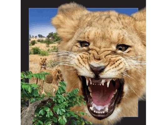 Worth-Keeping 3D Postcard - Lion - WIKR-1000463