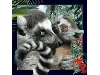 Säilymisen arvoinen Pocztówka 3D Lemur (180133)