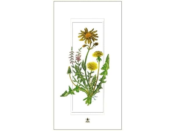 DaVinci Carnet kukkia voikukkia 12x23 cm + kirjekuori
