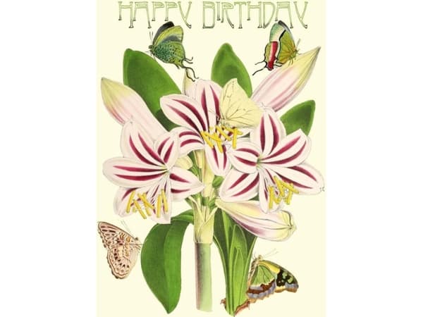 Madame Treacle B6 glitterkort med kuvert Födelsedag Amaryllis