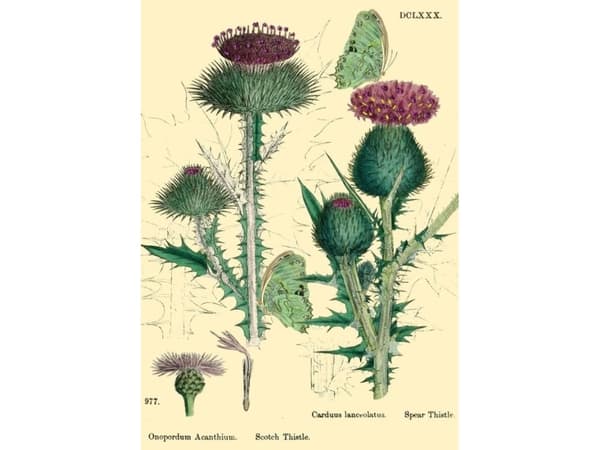 Madame Treacle B6 glitter-carnet kirjekuorella Nature 6