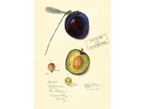 Madame Treacle Karnet B6 z kopertą Śliwka
