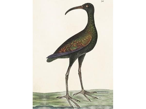 Skona Ting Karnet ST378 B6 + koperta Apteribis