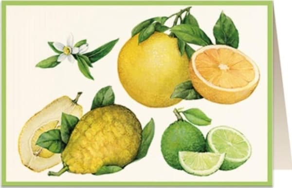 Tassotti Karnet B6 + koperta 5851 Cytrusy Cytrusy