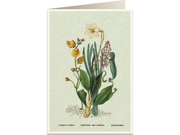 Tassotti Hiihtolupa B6 + kirjekuori 6062 Narcissus