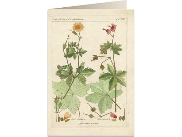 Tassotti Karnet B6 + koperta 6057 Pelargonia pachnąca