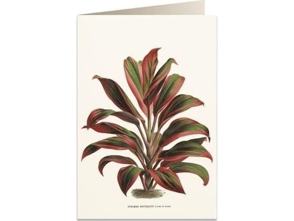 Tassotti B6 carnet + kirjekuori 6064 Dracaena punavihreä