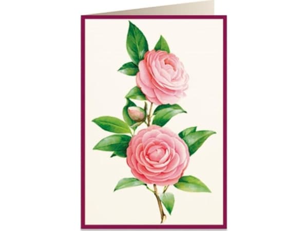 Tassotti Pass B6 + kuvert 5817 Camellia 2