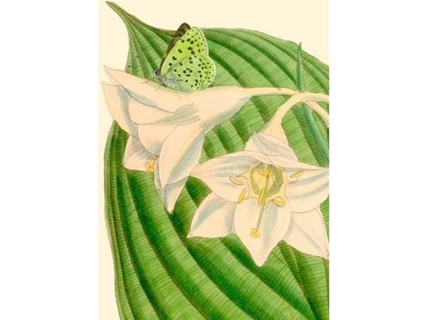 Madame Treacle Karnet B6 z kopertą Eucharis sanderi