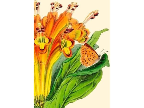 Madame Treacle B6-carnet med kuvert Alstromeria