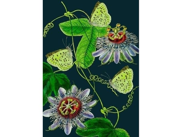 Madame Treacle Karnet B6 av kjøpertą Passiflora nocą