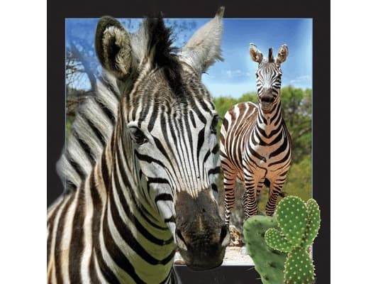 Värt att behålla Pocztówka 3D Zebra