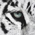 Miniatyrbild 3 av 4: Sängkläder i bomull 140x200+1p70x90 Djur Tiger