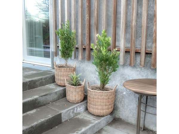 Rattan plantekurve i natur - 3 stk