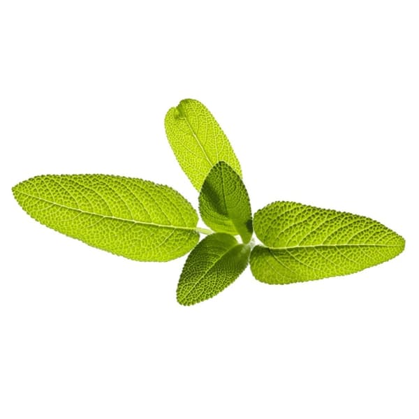 Click & Grow  - Smart Garden Refill 3-pakning hagesalvie