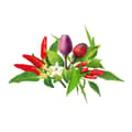 Miniatyrbillede 1 af 2: Click & Grow - Smart Garden Refill 9-pak chilipeberblanding