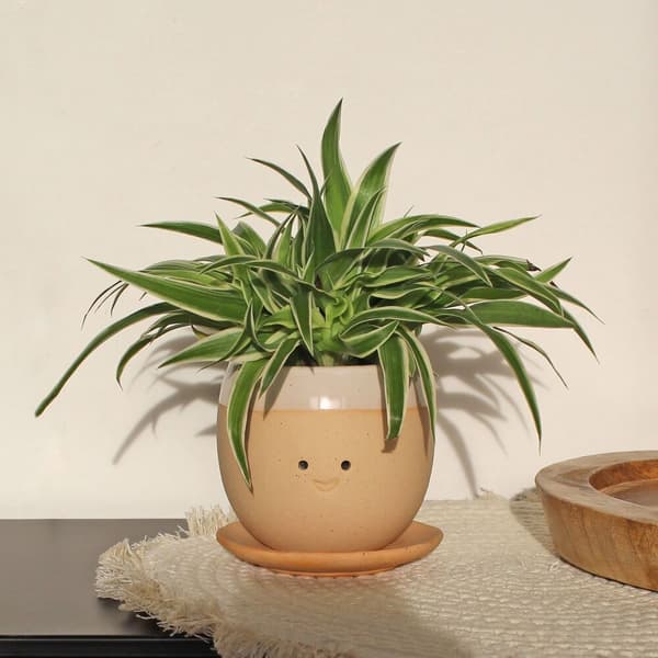 Winkee Gråtende plantepotte - Planter