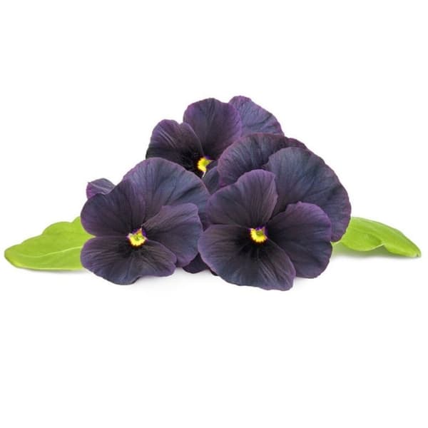 Click & Grow Smart Garden Refill 3-pakning Svart stemorsblomst
