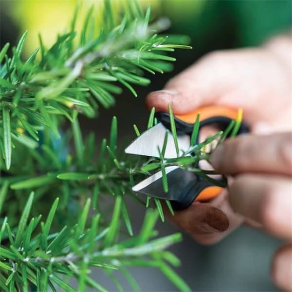 Kryddväxtsax Solid™ SP220 - FISKARS - Klipp - Rostfritt stål