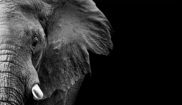 SKÄRBRÄDA I GLASPLATTA 52x30 ELEFANT